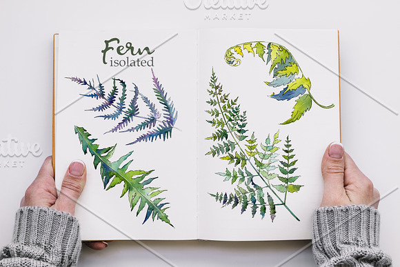 Fern Watercolor png in Illustrations - product preview 6