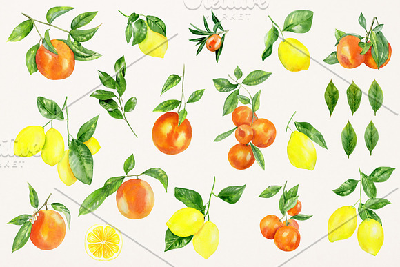 Watercolor citrus set in Illustrations - product preview 2