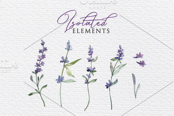 Watercolor  Lavender PNG collection in Illustrations - product preview 3