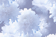 white chrysanthemum pattern | JPEG