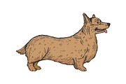 Welsh Corgi dog sketch engraving