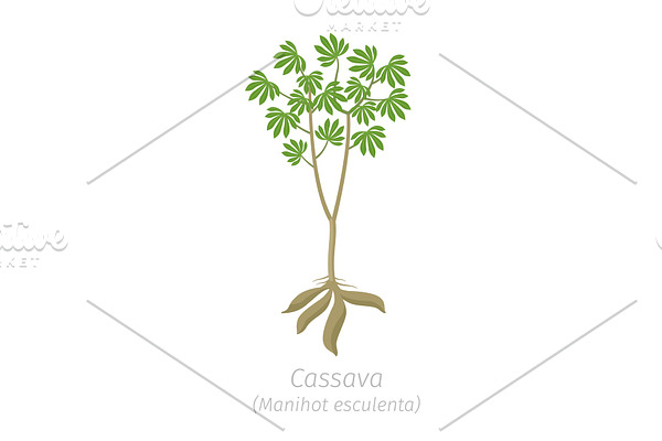 Cassava plant. Manihot esculenta