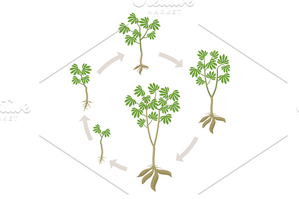 Cassava plant round growth stages