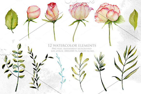 Alabama. Roses watercolor clipart. in Illustrations - product preview 1