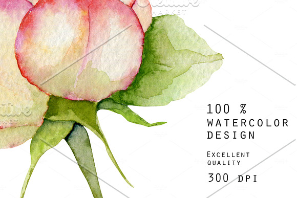 Alabama. Roses watercolor clipart. in Illustrations - product preview 10