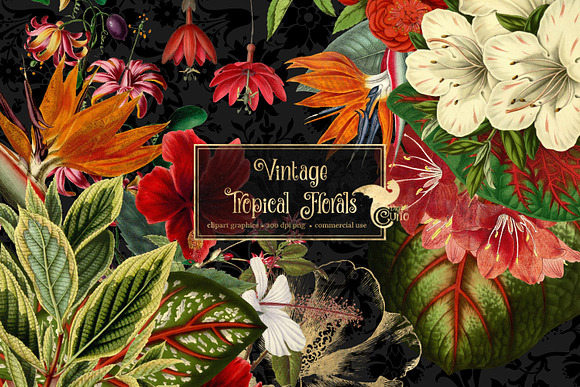 Vintage Tropical Floral Clipart in Illustrations - product preview 1