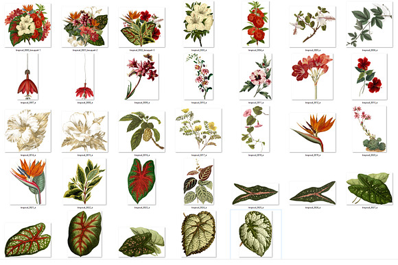 Vintage Tropical Floral Clipart in Illustrations - product preview 2