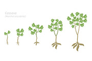Cassava plant growth stages set