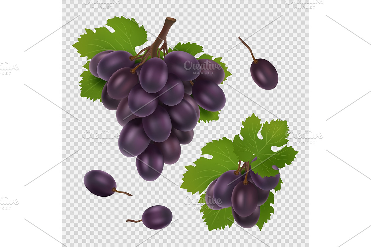 Black grape vector illustration in Illustrations - product preview 8