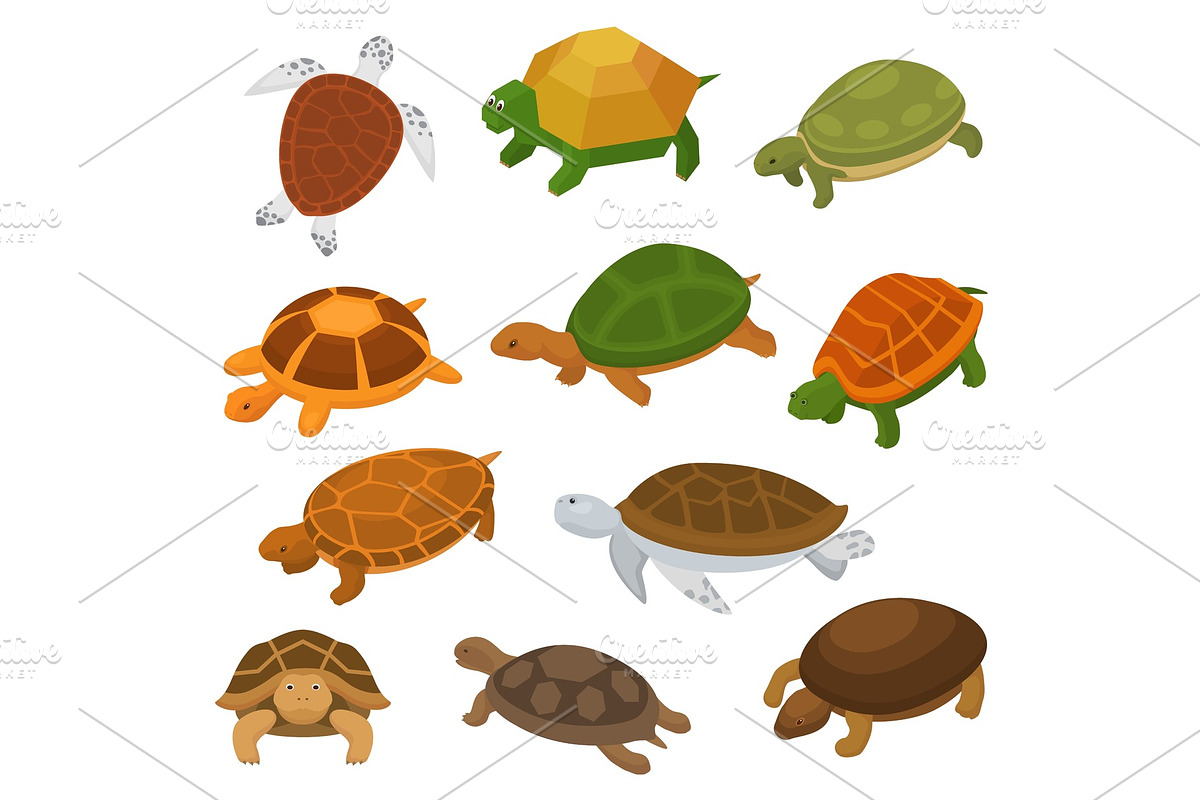 Turtle vector cartoon seaturtle in Illustrations - product preview 8