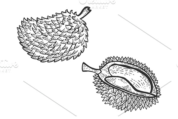 Durian fruit sketch engraving vector