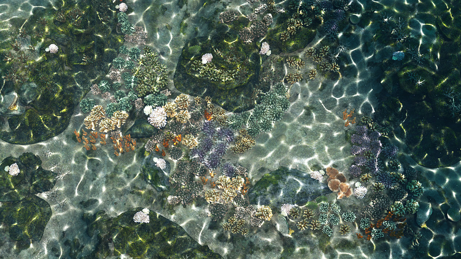 Underwater Coral Reef Habitat Ocean in Nature - product preview 1