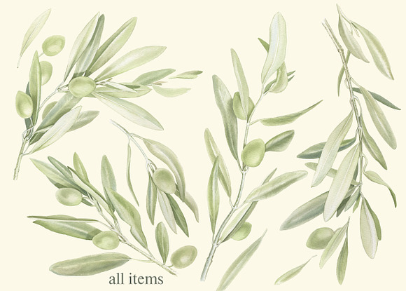Watercolor set of olive branches in Illustrations - product preview 1