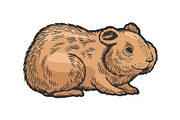 Hamster rodent pet animal sketch