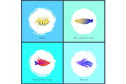 Boxfish and Betta Fish Posters