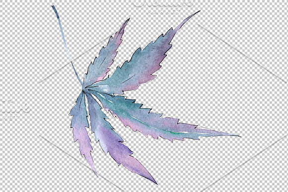 Cannabis plant watercolor png in Illustrations - product preview 4