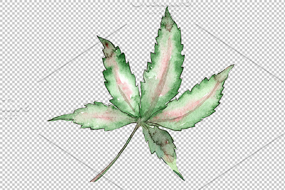 Cannabis plant watercolor png in Illustrations - product preview 5