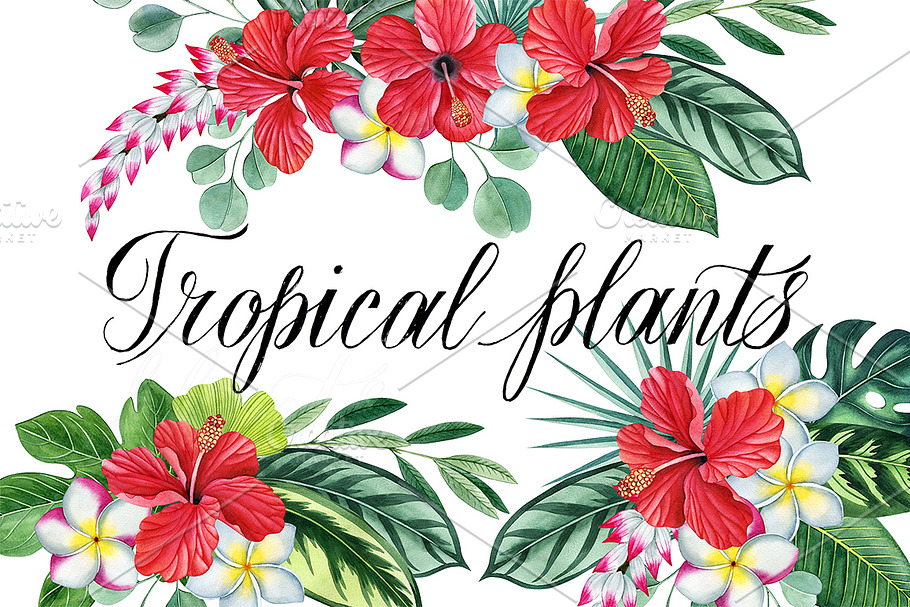 Tropical plants set