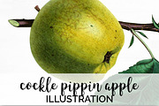 Apple Clipart Vintage Fruit Graphic