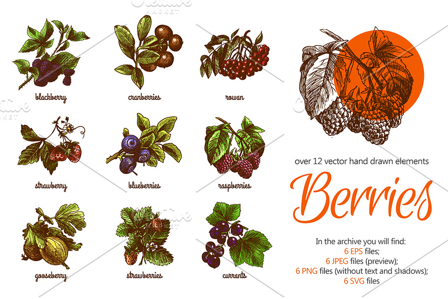 Berries Sketch Set in Illustrations - product preview 8