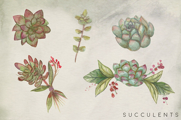 Succulent Blooms Watercolor Images in Illustrations - product preview 1
