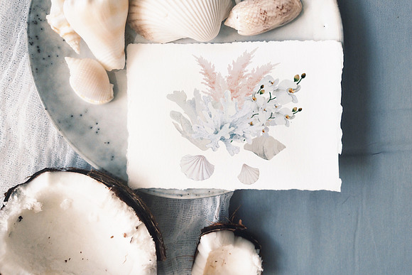 White coral - watercolor set in Illustrations - product preview 12