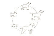 Round stages of dog growth set. From
