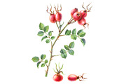 Rose Hip Pencil Drawing Isolated