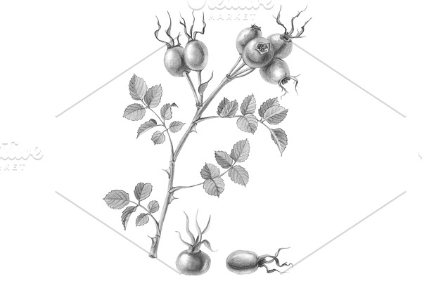Rose Hip Pencil Drawing Isolated