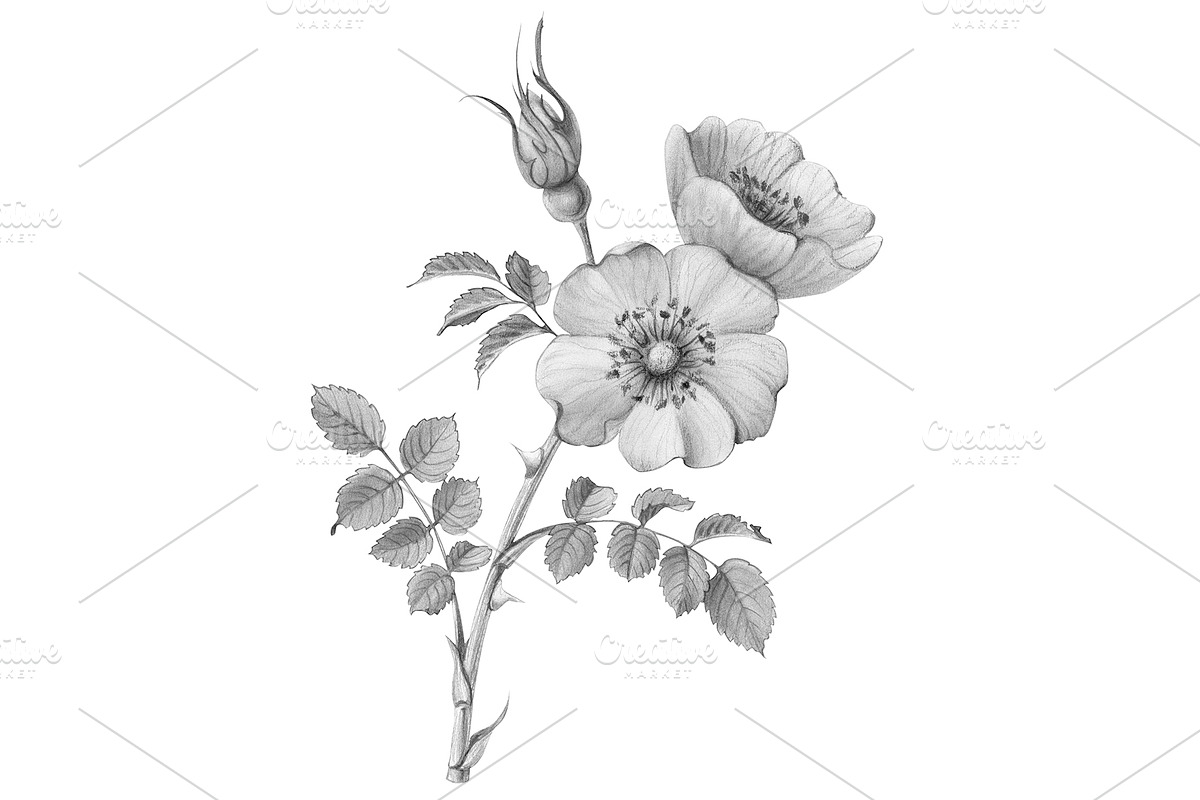 Briar Rose Pencil Drawing Isolated in Illustrations - product preview 8