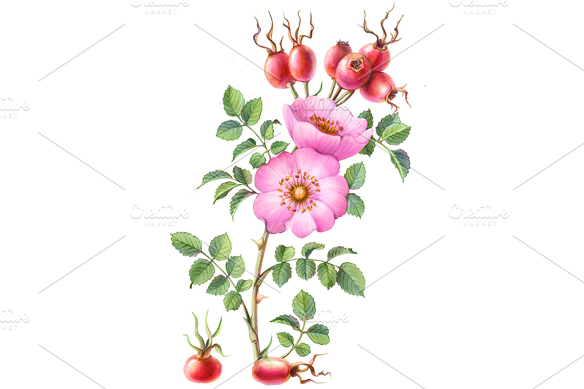 Sweetbriar Rose Hips & Flowers in Illustrations - product preview 8