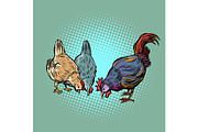 chickens and rooster. farm bird
