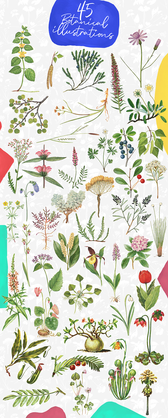 Dryad - Botanical Illustrations in Illustrations - product preview 4