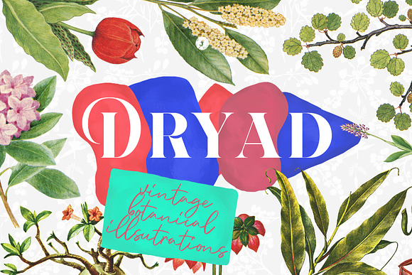 Dryad - Botanical Illustrations in Illustrations - product preview 8