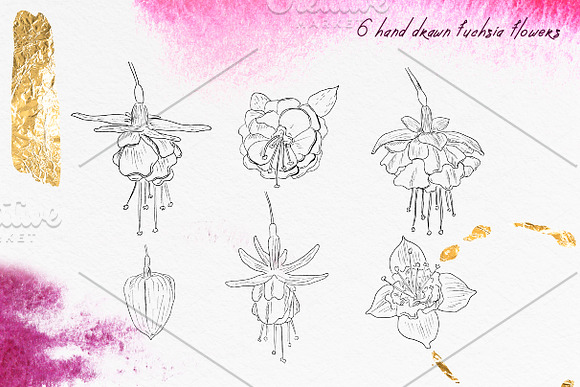 Fuchsia & Wine collection in Illustrations - product preview 1