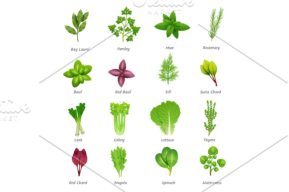 Spices & Herbs Set in Illustrations - product preview 1