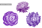 Purple Flowers: Aster, Rose, Dahlia.