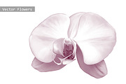 Orchid. Purple flower. Vector