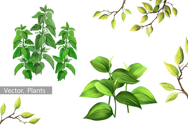 Plants and Leaves. Vector