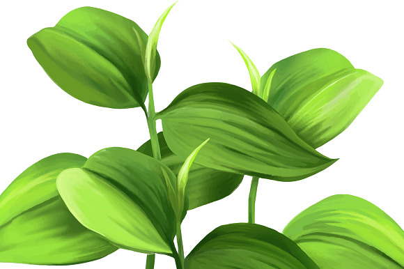 Plants and Leaves. Vector in Objects - product preview 1