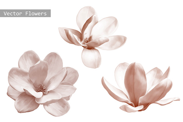 Set of Magnolia Flowers. Vector