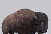 3DRT - Animals - Bison