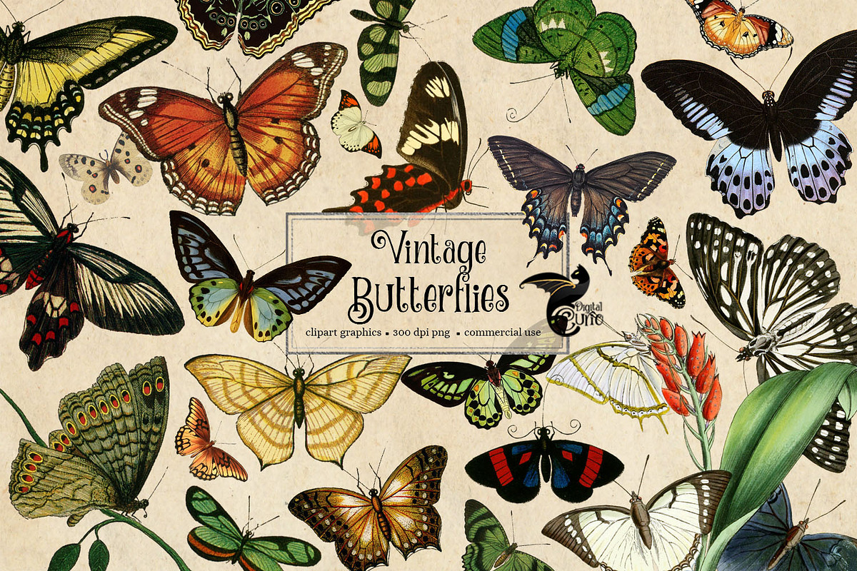 200 Vintage Butterflies in Illustrations - product preview 8