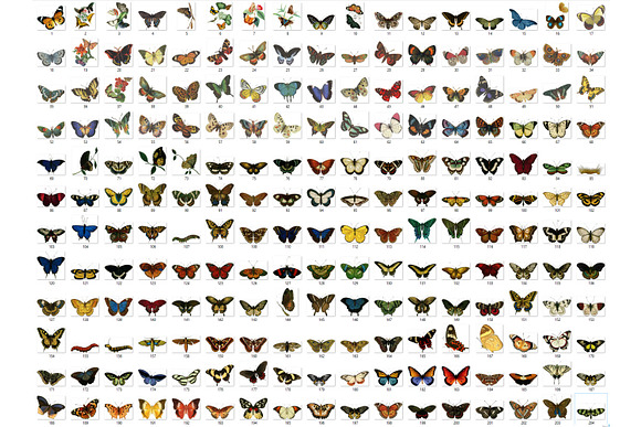 200 Vintage Butterflies in Illustrations - product preview 1