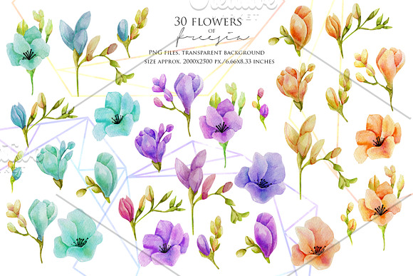 Freesia. Watercolor collection. in Illustrations - product preview 1