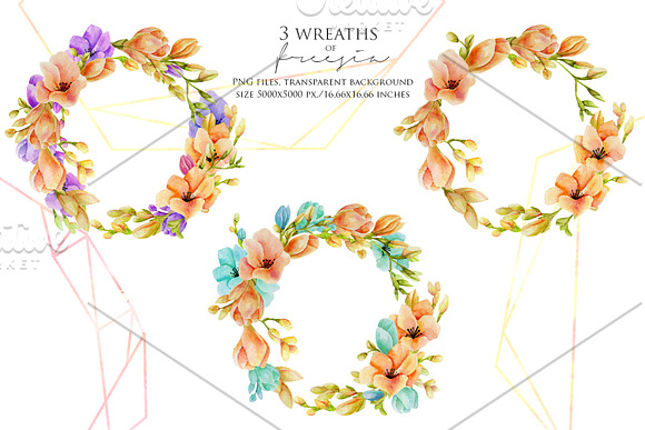 Freesia. Watercolor collection. in Illustrations - product preview 3