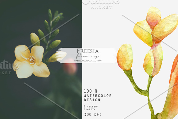Freesia. Watercolor collection. in Illustrations - product preview 10