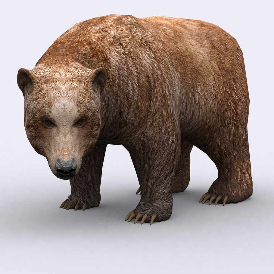 3DRT - Wild animals - Bear in Animals - product preview 1