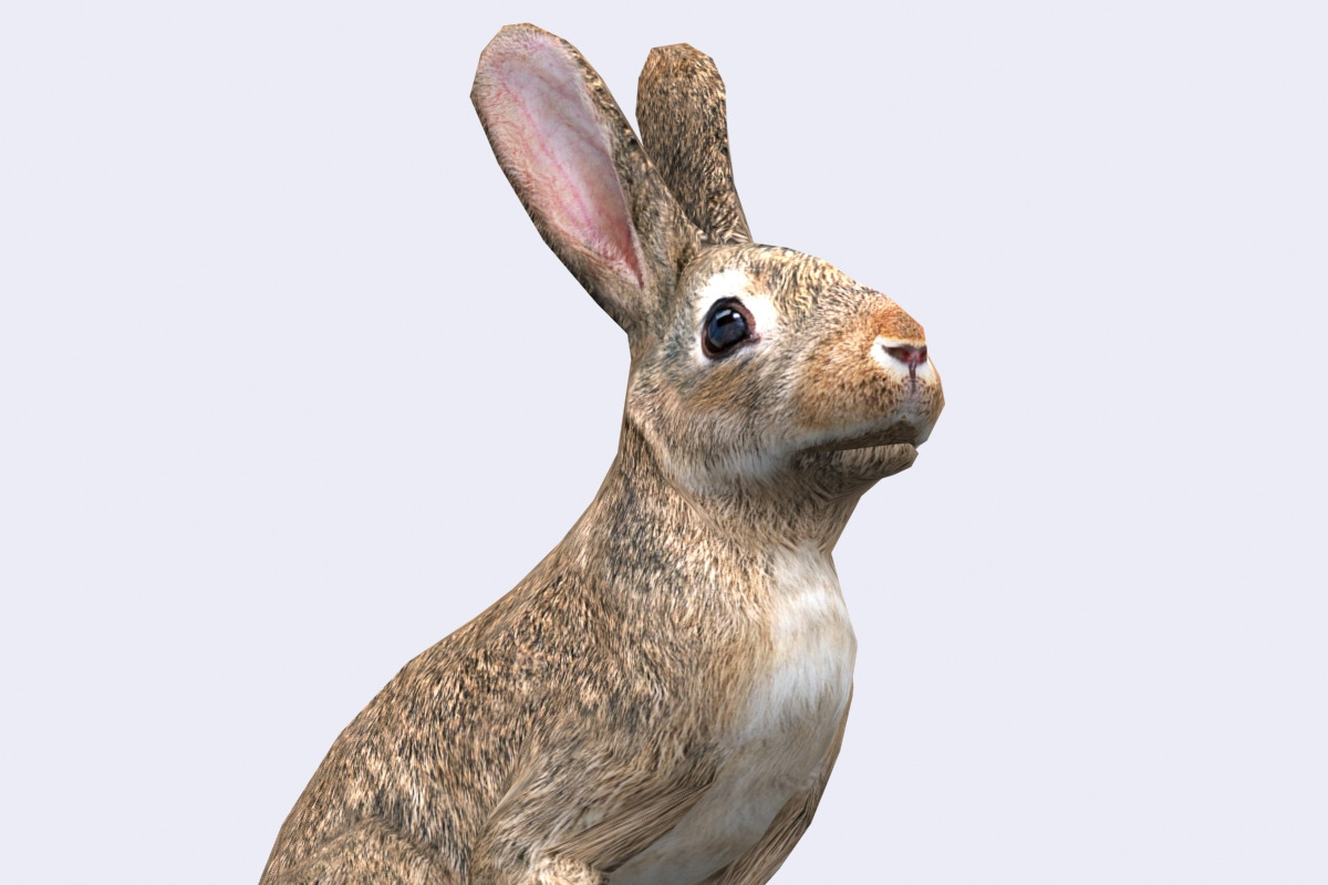 3DRT - Wild animals -Hare in Animals - product preview 8