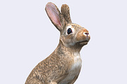 3DRT - Wild animals -Hare
